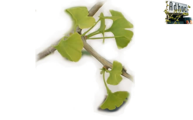 Ginkgo biloba and Adhoc: what we do